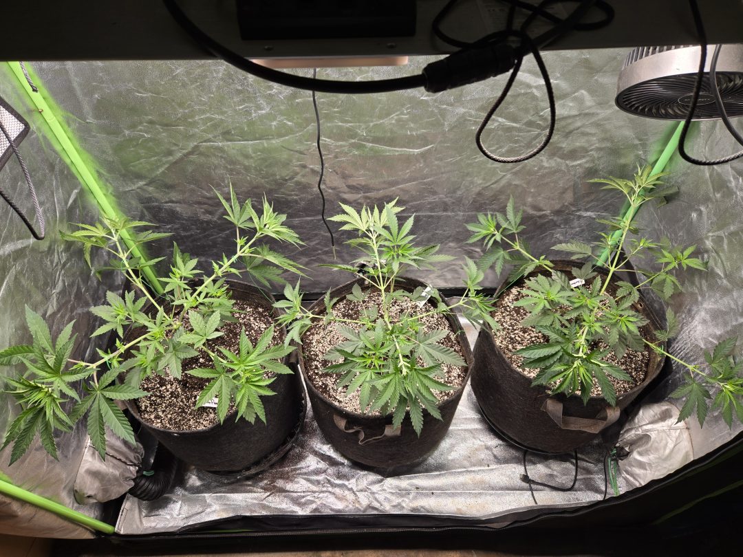First Selfie Seeds Grow (Blueberry Sugar, Tropical Blueberry, and Sweet Flurry) — journal photo