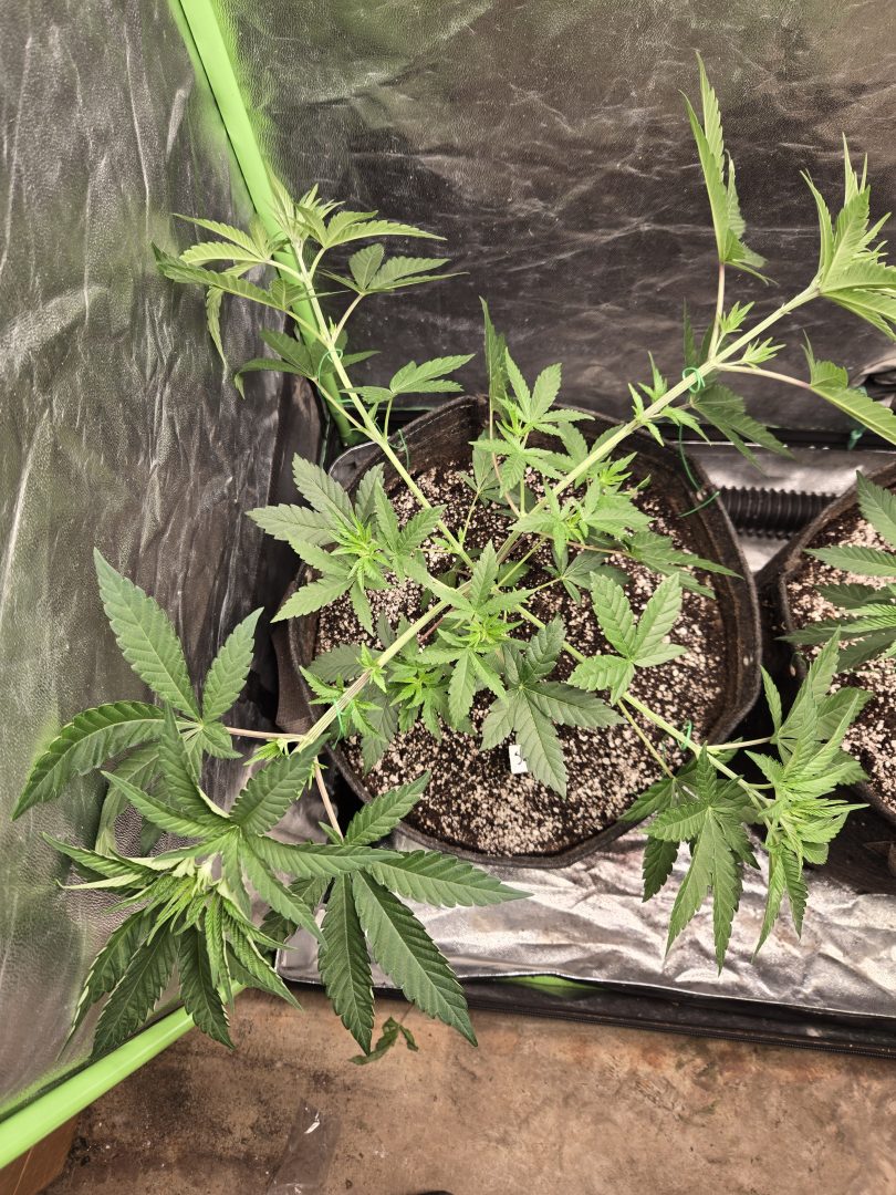 First Selfie Seeds Grow (Blueberry Sugar, Tropical Blueberry, and Sweet Flurry) — journal photo