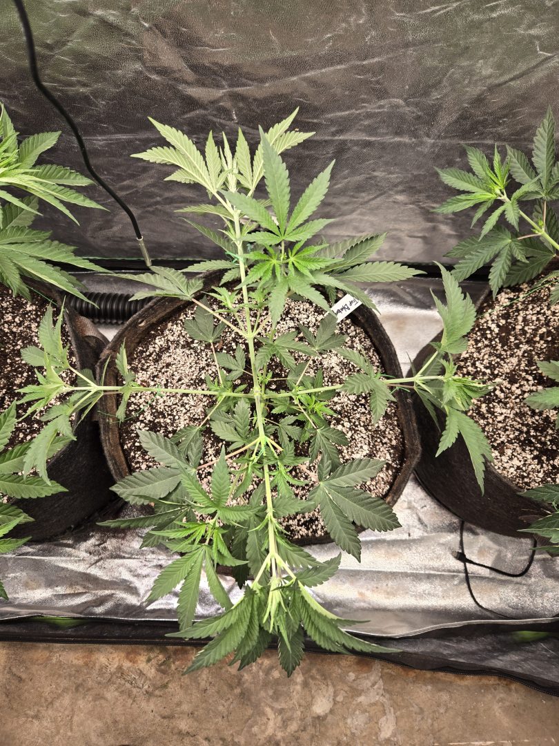 First Selfie Seeds Grow (Blueberry Sugar, Tropical Blueberry, and Sweet Flurry) — journal photo