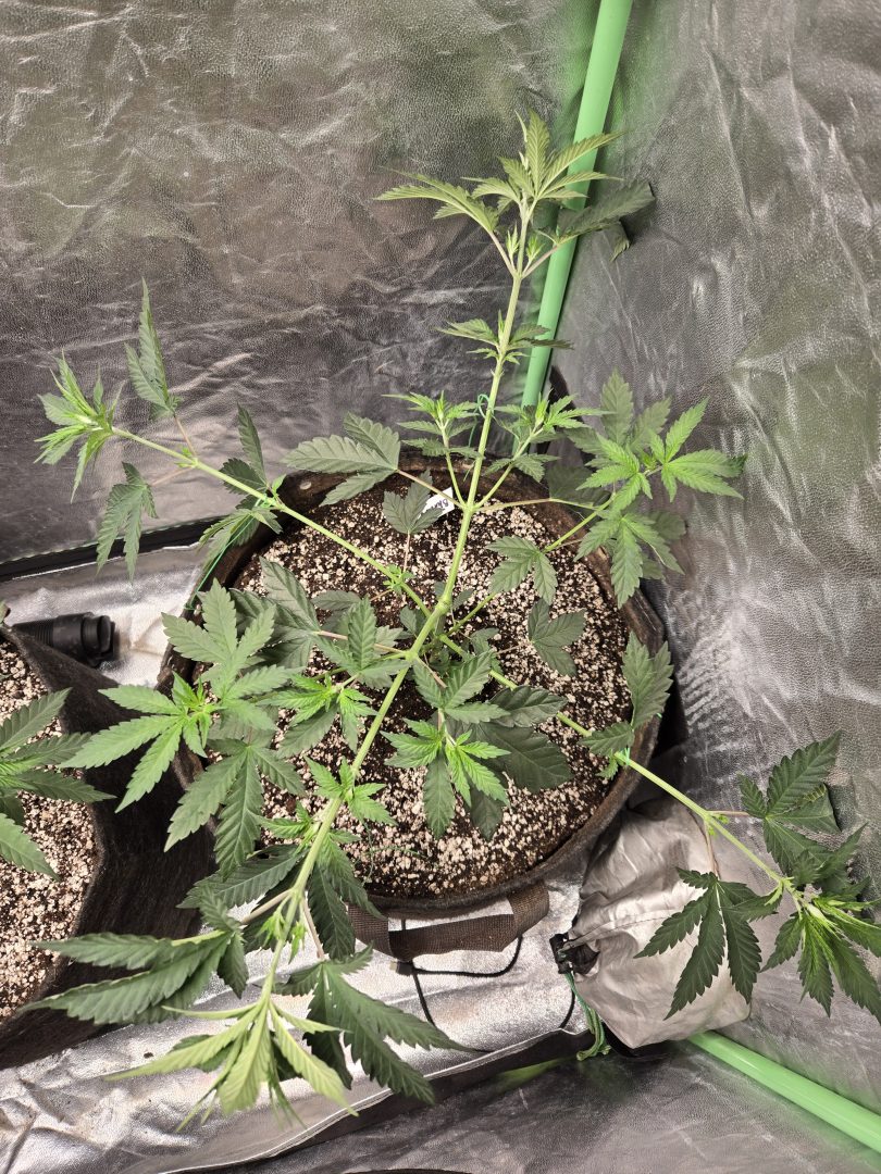 First Selfie Seeds Grow (Blueberry Sugar, Tropical Blueberry, and Sweet Flurry) — journal photo