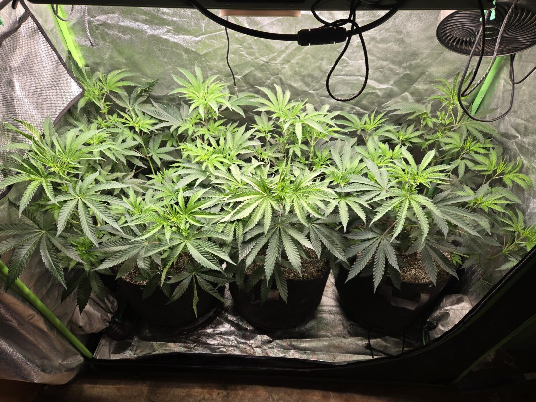 First Selfie Seeds Grow (Blueberry Sugar, Tropical Blueberry, and Sweet Flurry) — journal photo