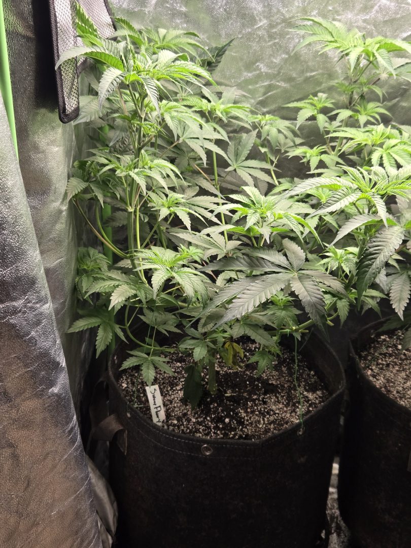 First Selfie Seeds Grow (Blueberry Sugar, Tropical Blueberry, and Sweet Flurry) — journal photo