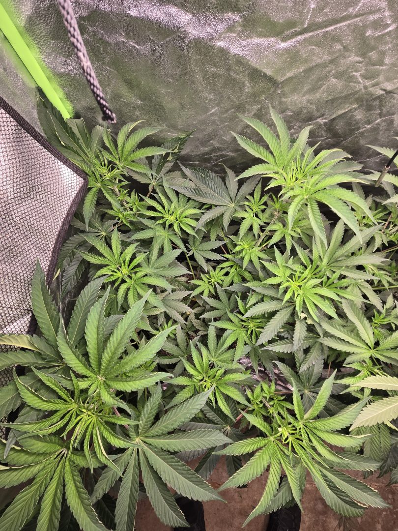 First Selfie Seeds Grow (Blueberry Sugar, Tropical Blueberry, and Sweet Flurry) — journal photo