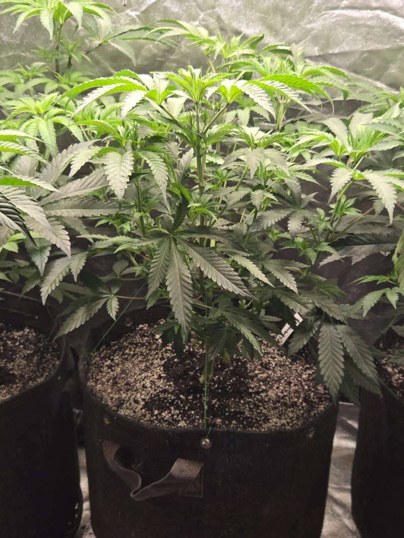 First Selfie Seeds Grow (Blueberry Sugar, Tropical Blueberry, and Sweet Flurry) — journal photo
