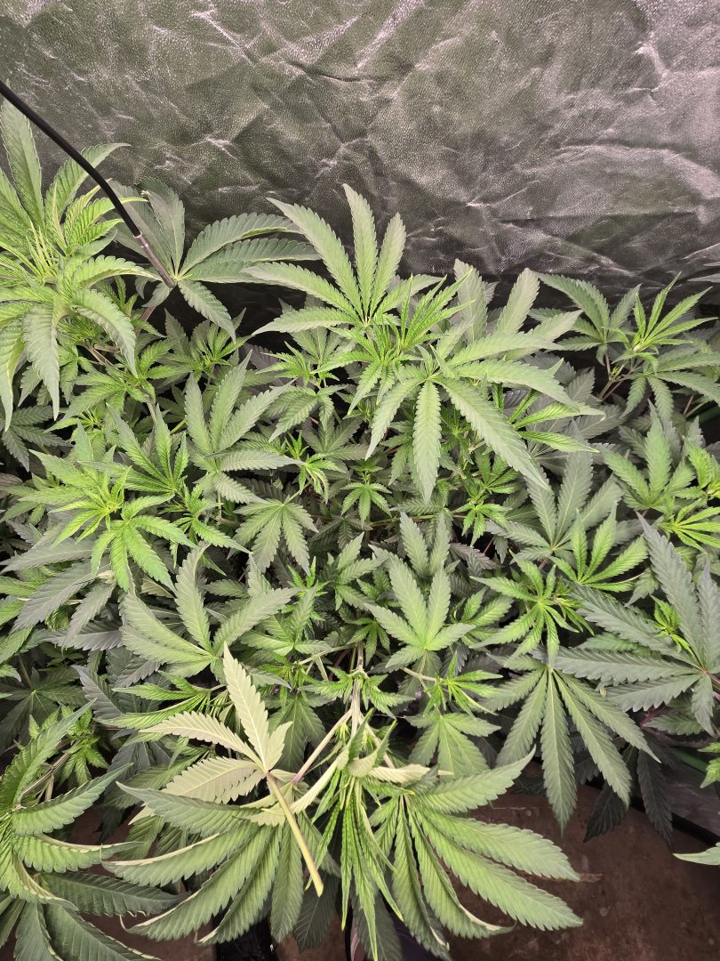 First Selfie Seeds Grow (Blueberry Sugar, Tropical Blueberry, and Sweet Flurry) — journal photo