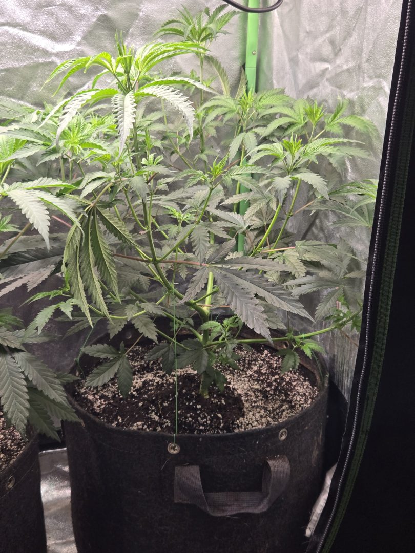 First Selfie Seeds Grow (Blueberry Sugar, Tropical Blueberry, and Sweet Flurry) — journal photo