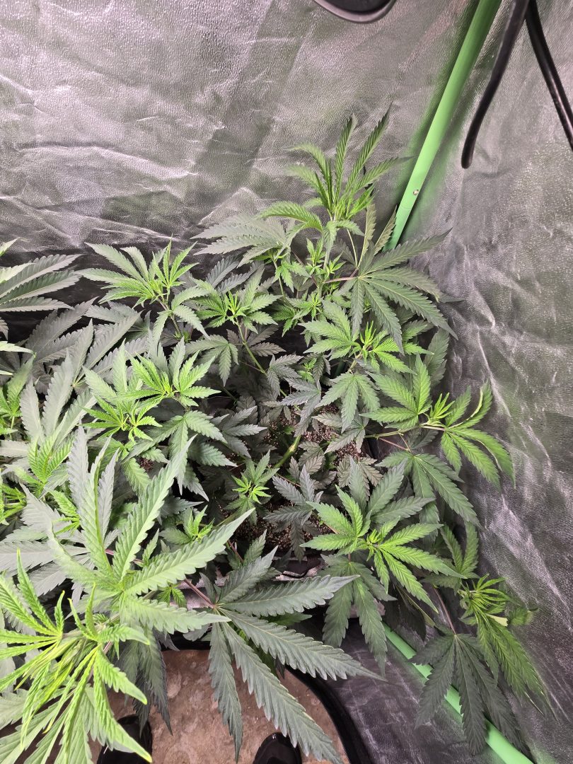 First Selfie Seeds Grow (Blueberry Sugar, Tropical Blueberry, and Sweet Flurry) — journal photo