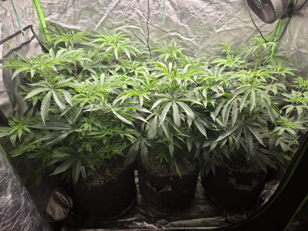 First Selfie Seeds Grow (Blueberry Sugar, Tropical Blueberry, and Sweet Flurry) — journal photo