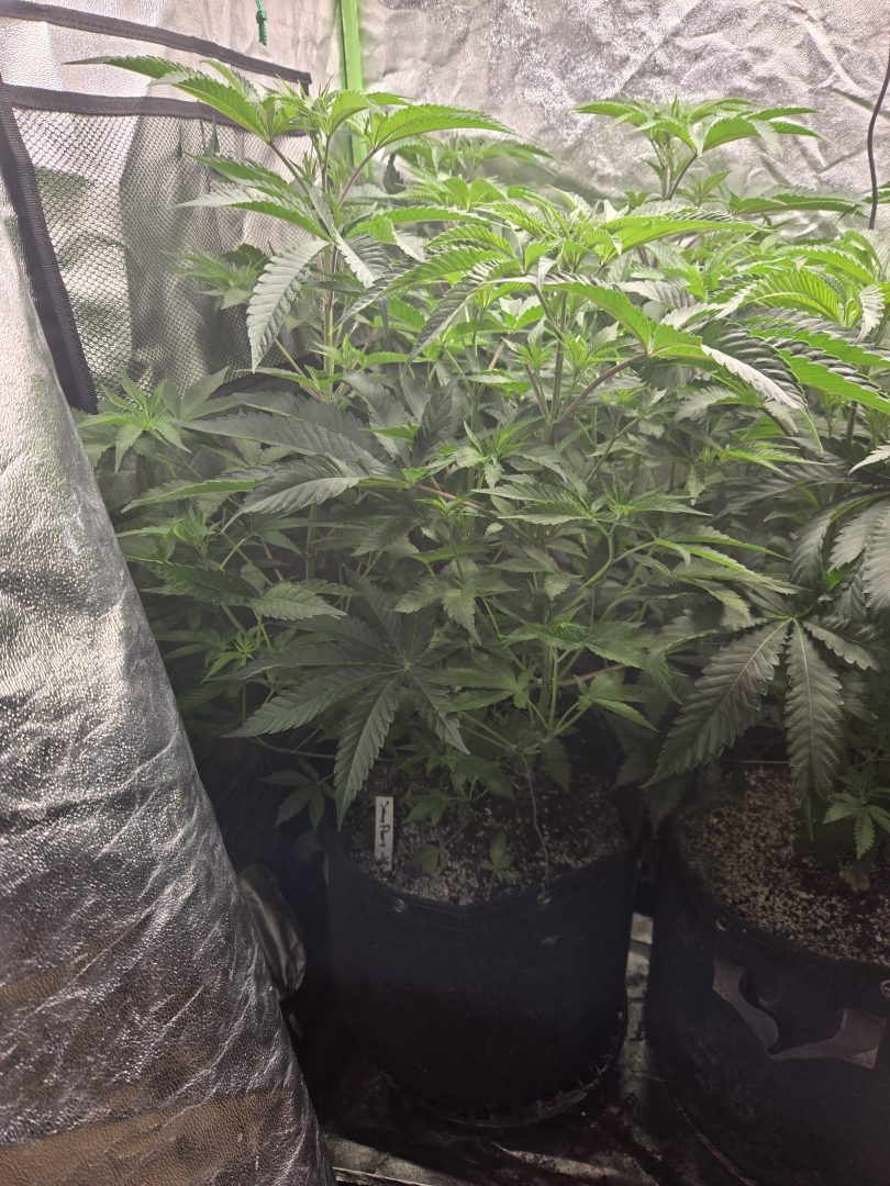 First Selfie Seeds Grow (Blueberry Sugar, Tropical Blueberry, and Sweet Flurry) — journal photo