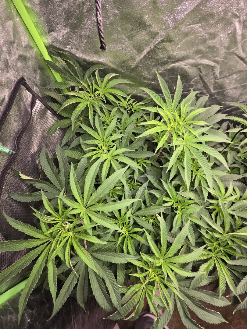 First Selfie Seeds Grow (Blueberry Sugar, Tropical Blueberry, and Sweet Flurry) — journal photo