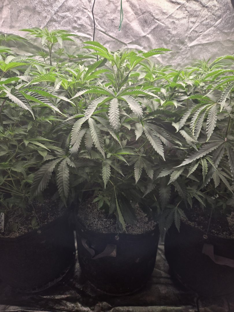 First Selfie Seeds Grow (Blueberry Sugar, Tropical Blueberry, and Sweet Flurry) — journal photo