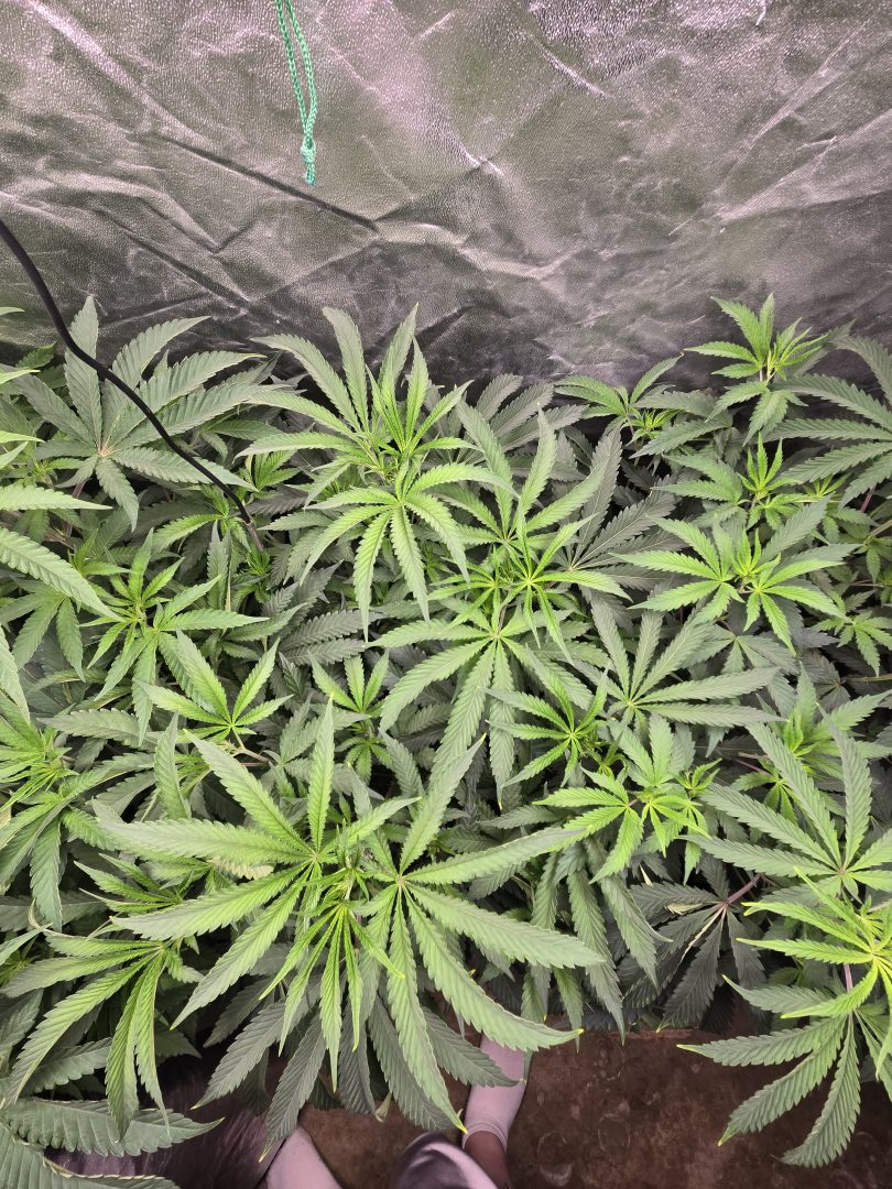 First Selfie Seeds Grow (Blueberry Sugar, Tropical Blueberry, and Sweet Flurry) — journal photo
