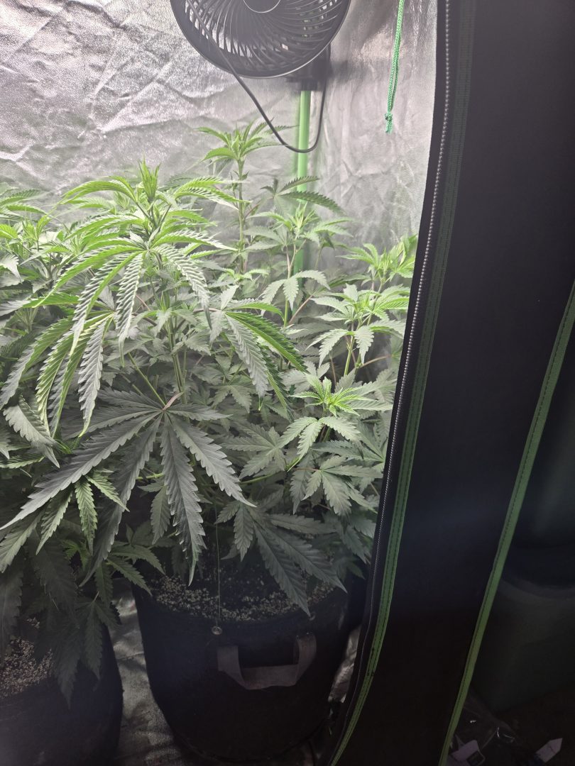 First Selfie Seeds Grow (Blueberry Sugar, Tropical Blueberry, and Sweet Flurry) — journal photo