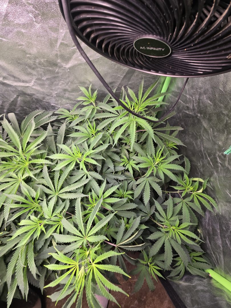 First Selfie Seeds Grow (Blueberry Sugar, Tropical Blueberry, and Sweet Flurry) — journal photo