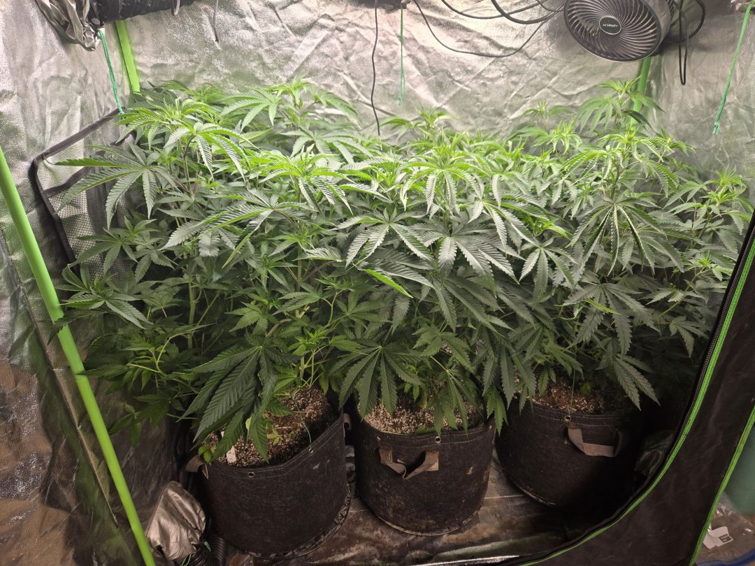 First Selfie Seeds Grow (Blueberry Sugar, Tropical Blueberry, and Sweet Flurry) — journal photo