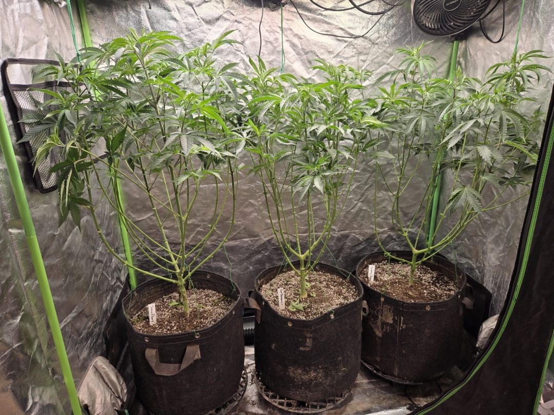 First Selfie Seeds Grow (Blueberry Sugar, Tropical Blueberry, and Sweet Flurry) — journal photo