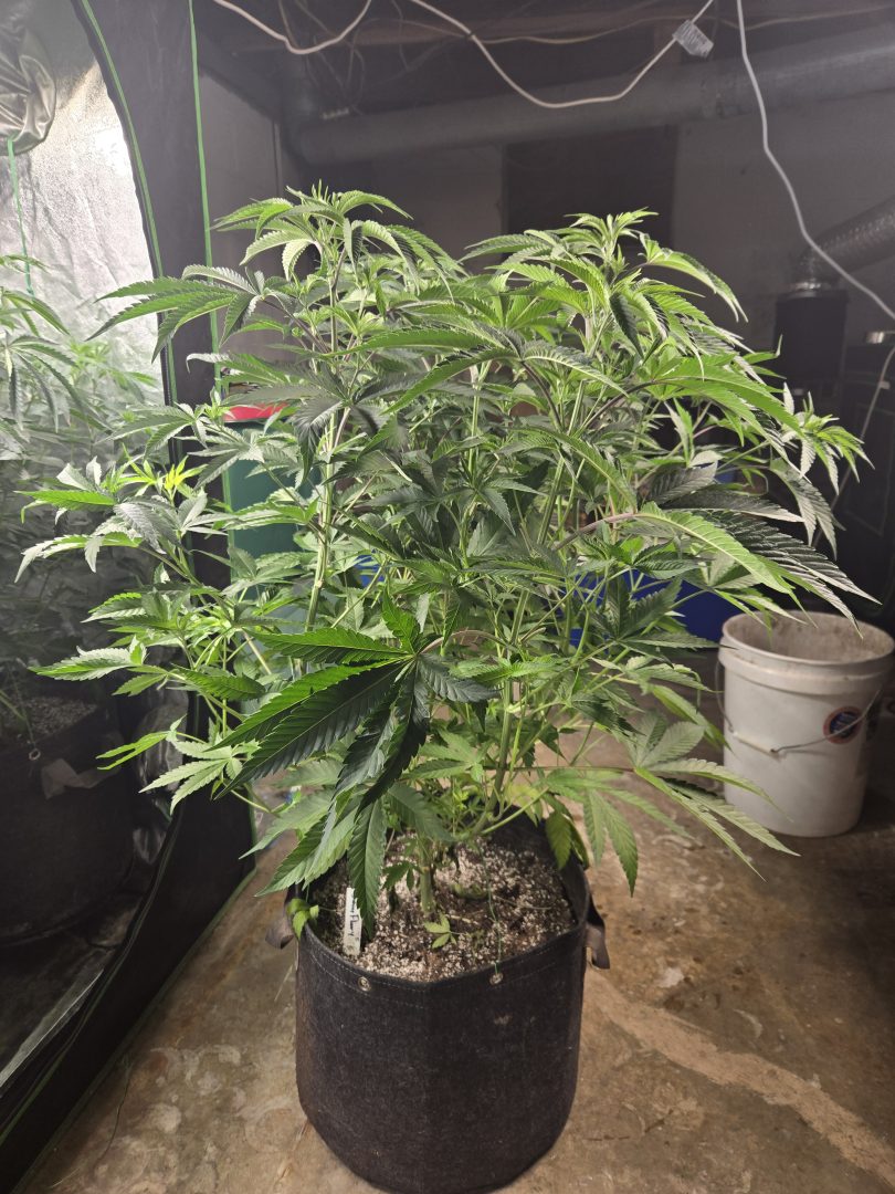 First Selfie Seeds Grow (Blueberry Sugar, Tropical Blueberry, and Sweet Flurry) — journal photo