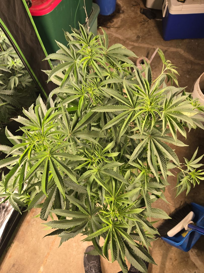 First Selfie Seeds Grow (Blueberry Sugar, Tropical Blueberry, and Sweet Flurry) — journal photo