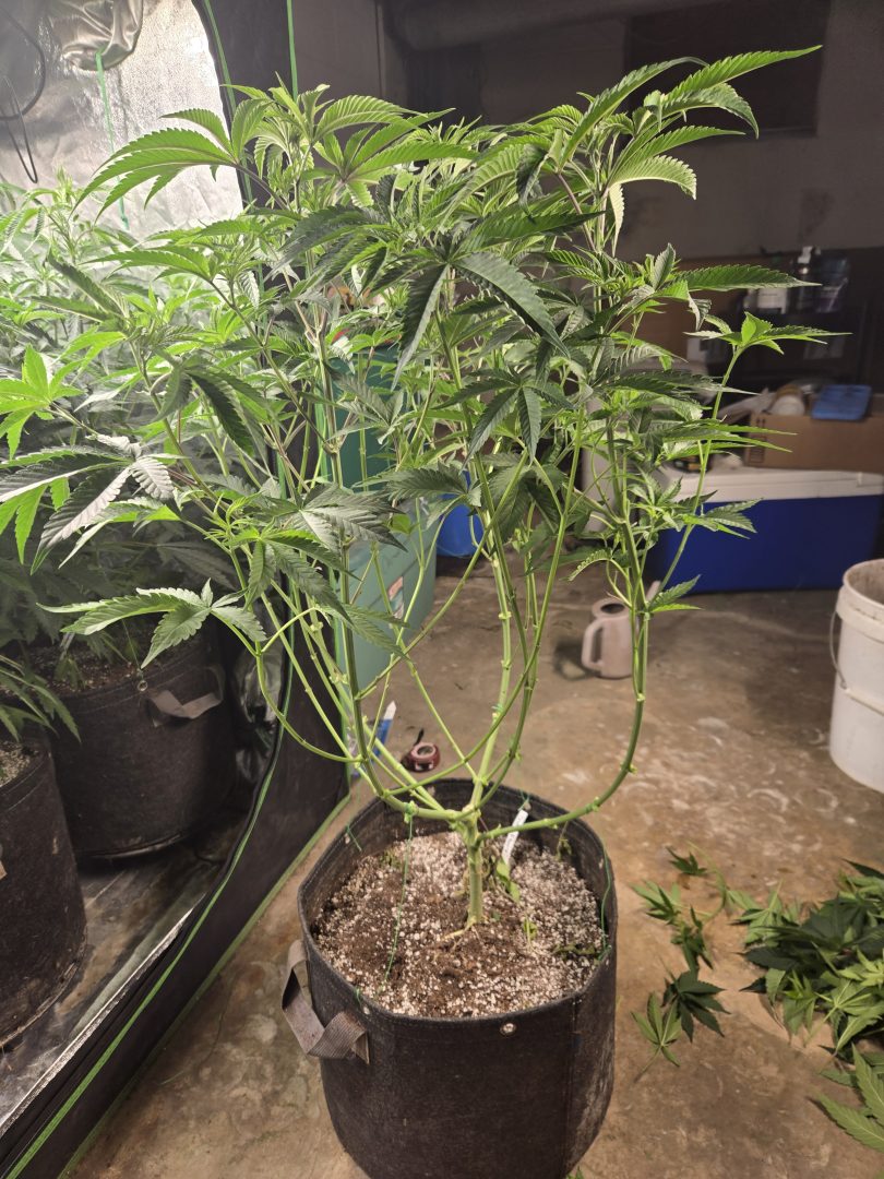 First Selfie Seeds Grow (Blueberry Sugar, Tropical Blueberry, and Sweet Flurry) — journal photo