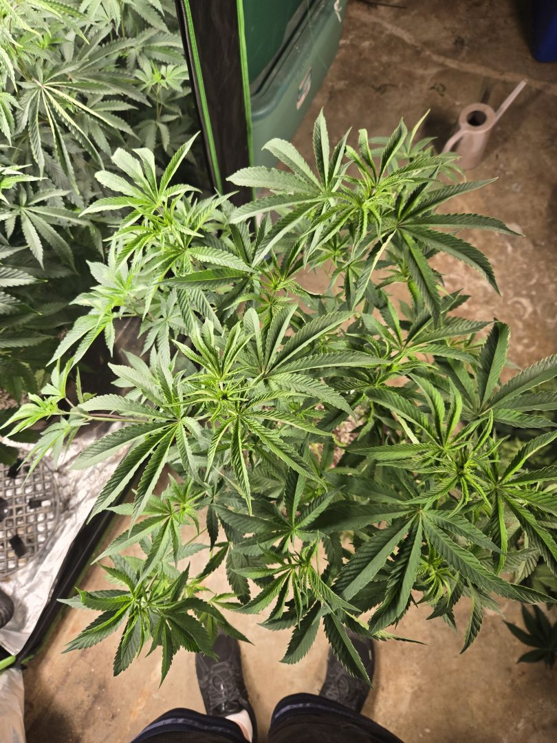 First Selfie Seeds Grow (Blueberry Sugar, Tropical Blueberry, and Sweet Flurry) — journal photo