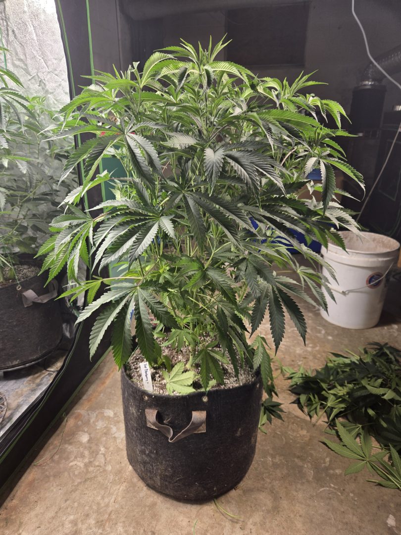 First Selfie Seeds Grow (Blueberry Sugar, Tropical Blueberry, and Sweet Flurry) — journal photo