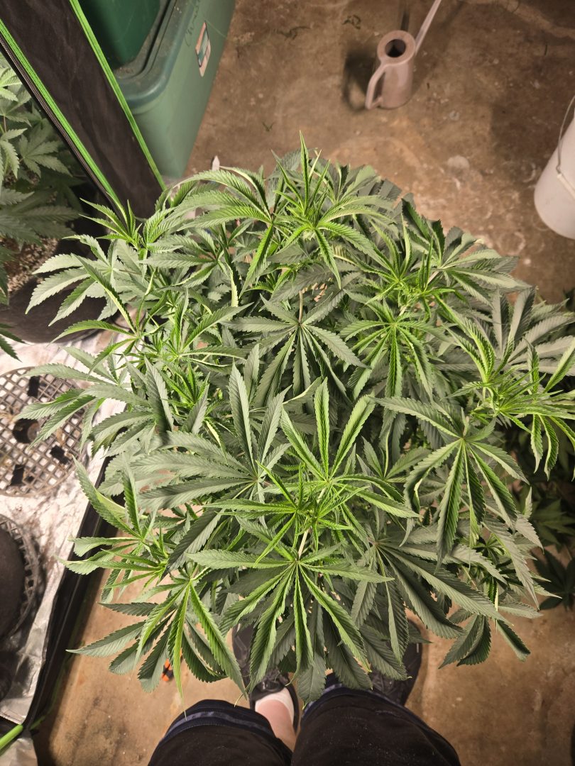 First Selfie Seeds Grow (Blueberry Sugar, Tropical Blueberry, and Sweet Flurry) — journal photo