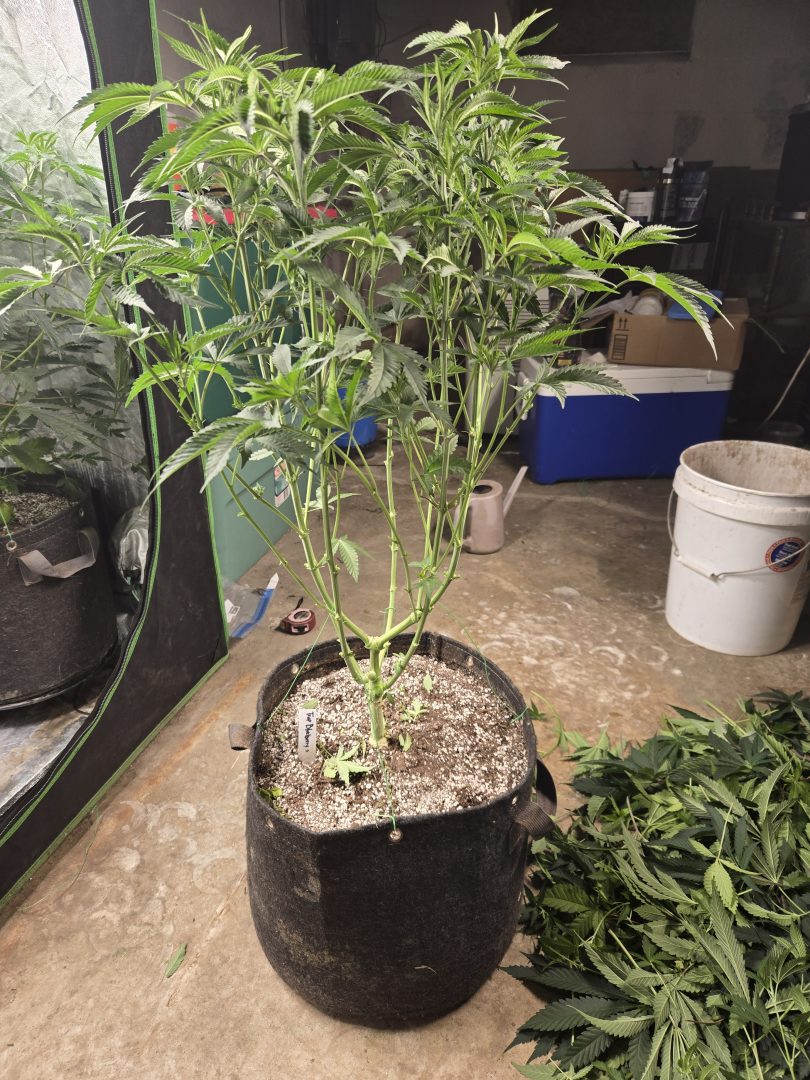 First Selfie Seeds Grow (Blueberry Sugar, Tropical Blueberry, and Sweet Flurry) — journal photo