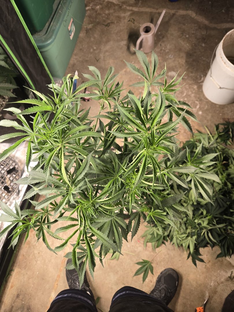 First Selfie Seeds Grow (Blueberry Sugar, Tropical Blueberry, and Sweet Flurry) — journal photo