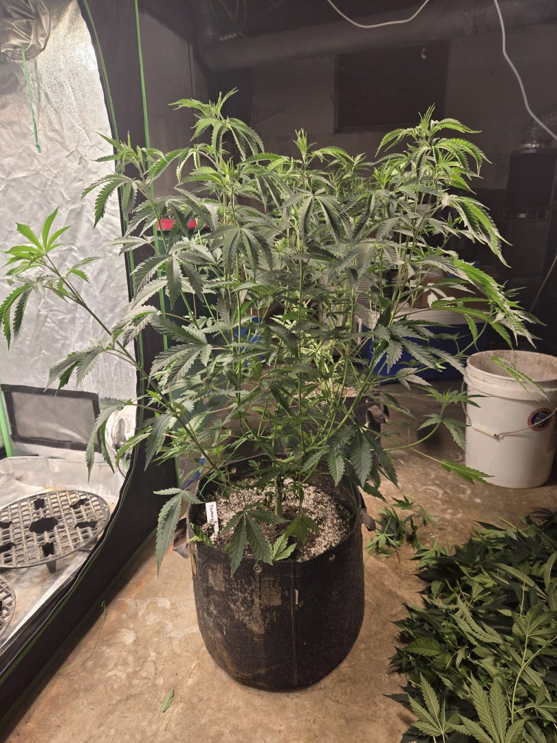 First Selfie Seeds Grow (Blueberry Sugar, Tropical Blueberry, and Sweet Flurry) — journal photo