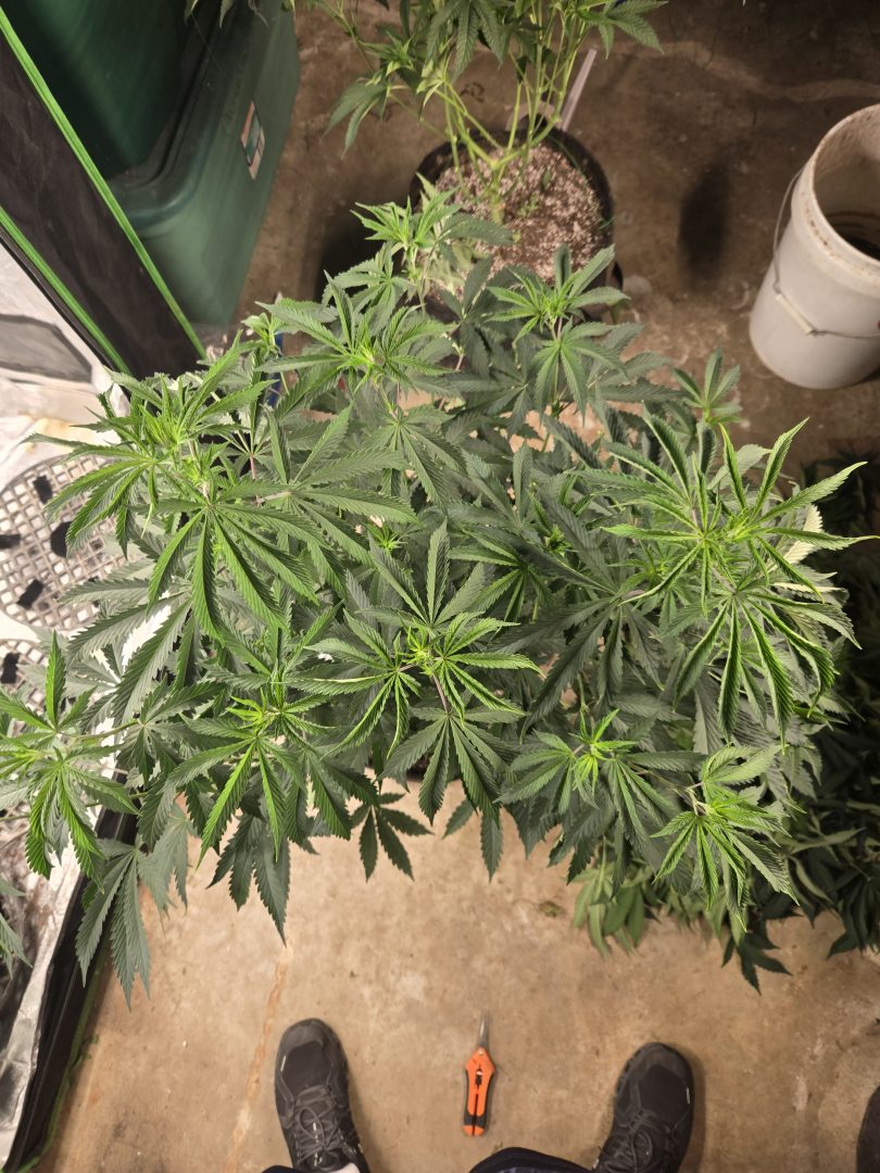 First Selfie Seeds Grow (Blueberry Sugar, Tropical Blueberry, and Sweet Flurry) — journal photo