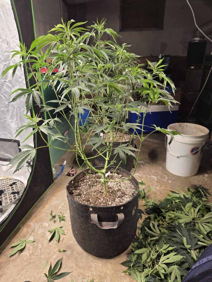 First Selfie Seeds Grow (Blueberry Sugar, Tropical Blueberry, and Sweet Flurry) — journal photo