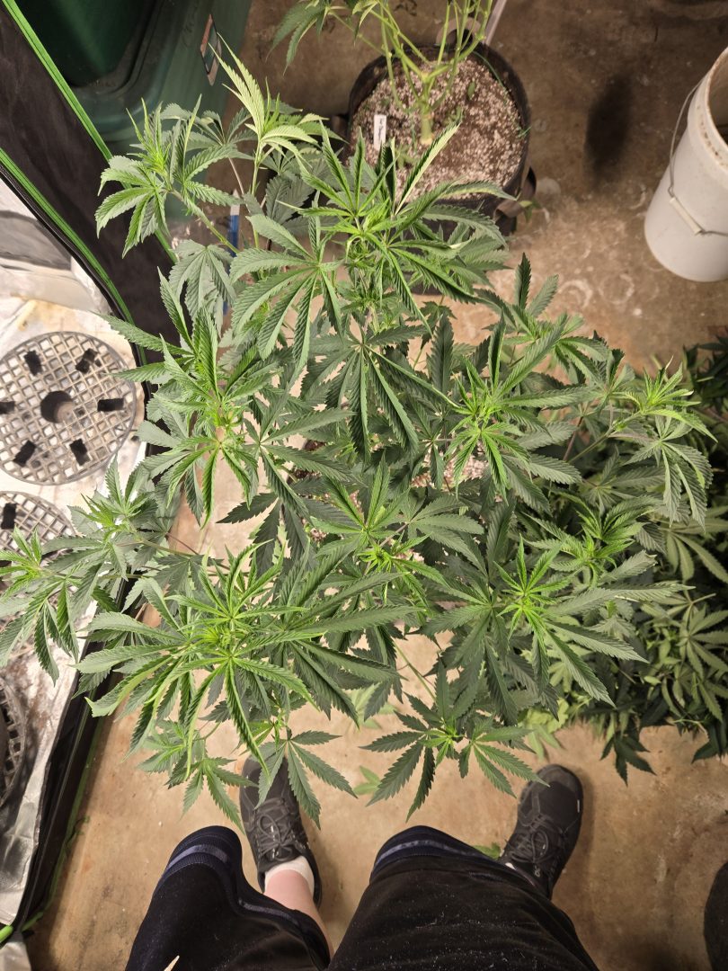 First Selfie Seeds Grow (Blueberry Sugar, Tropical Blueberry, and Sweet Flurry) — journal photo