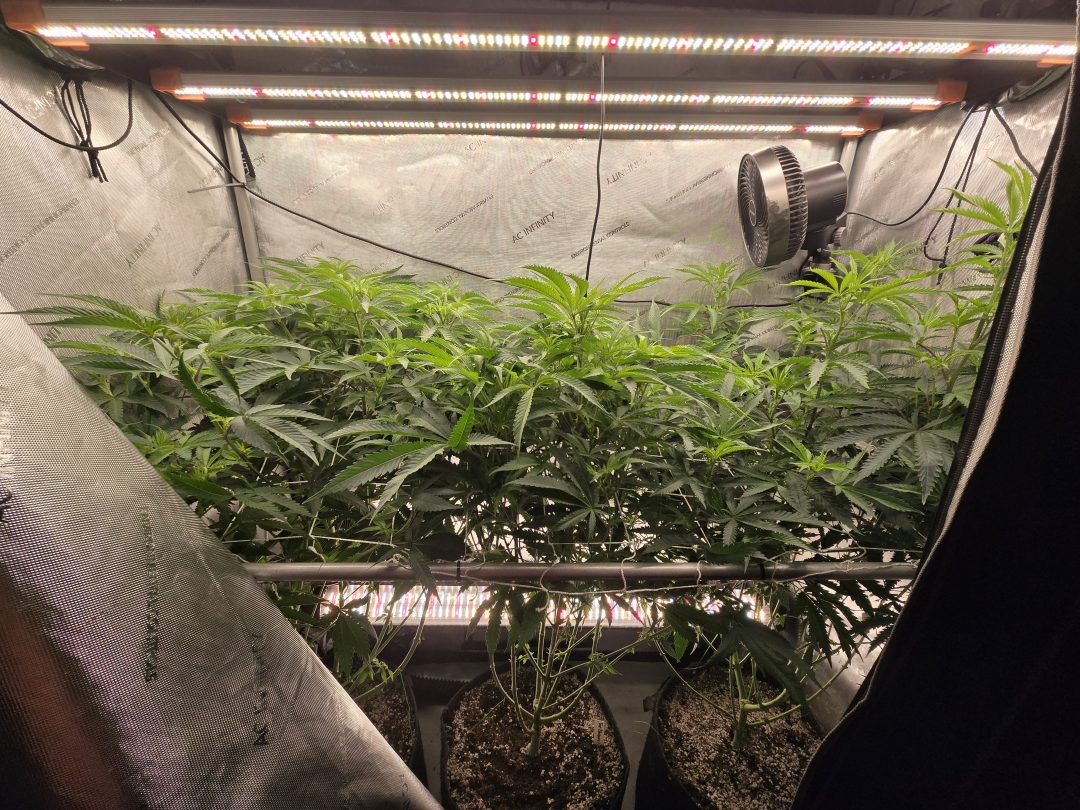 First Selfie Seeds Grow (Blueberry Sugar, Tropical Blueberry, and Sweet Flurry) — journal photo
