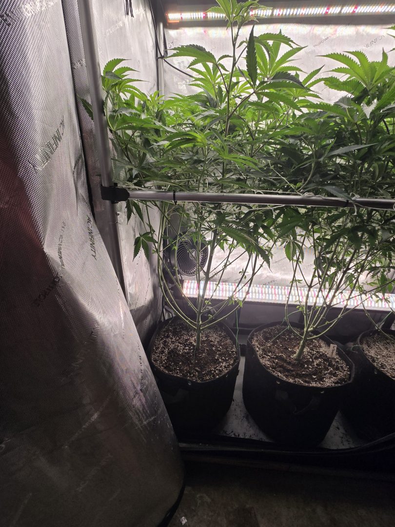 First Selfie Seeds Grow (Blueberry Sugar, Tropical Blueberry, and Sweet Flurry) — journal photo