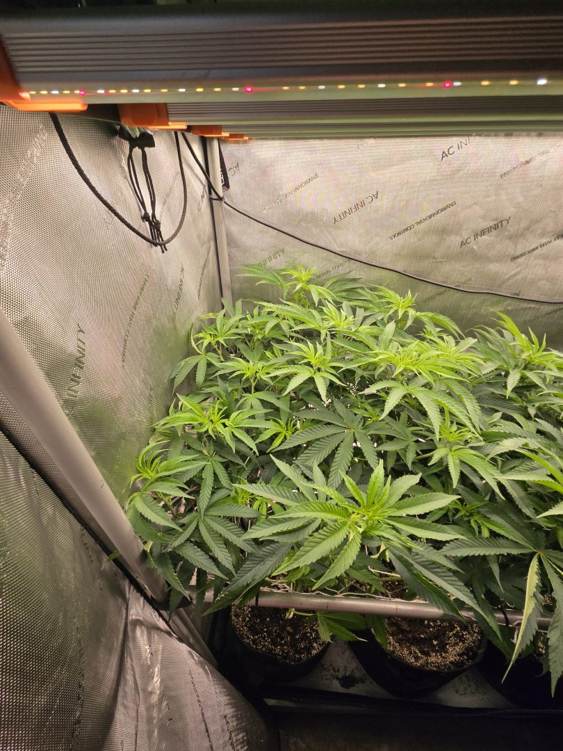 First Selfie Seeds Grow (Blueberry Sugar, Tropical Blueberry, and Sweet Flurry) — journal photo