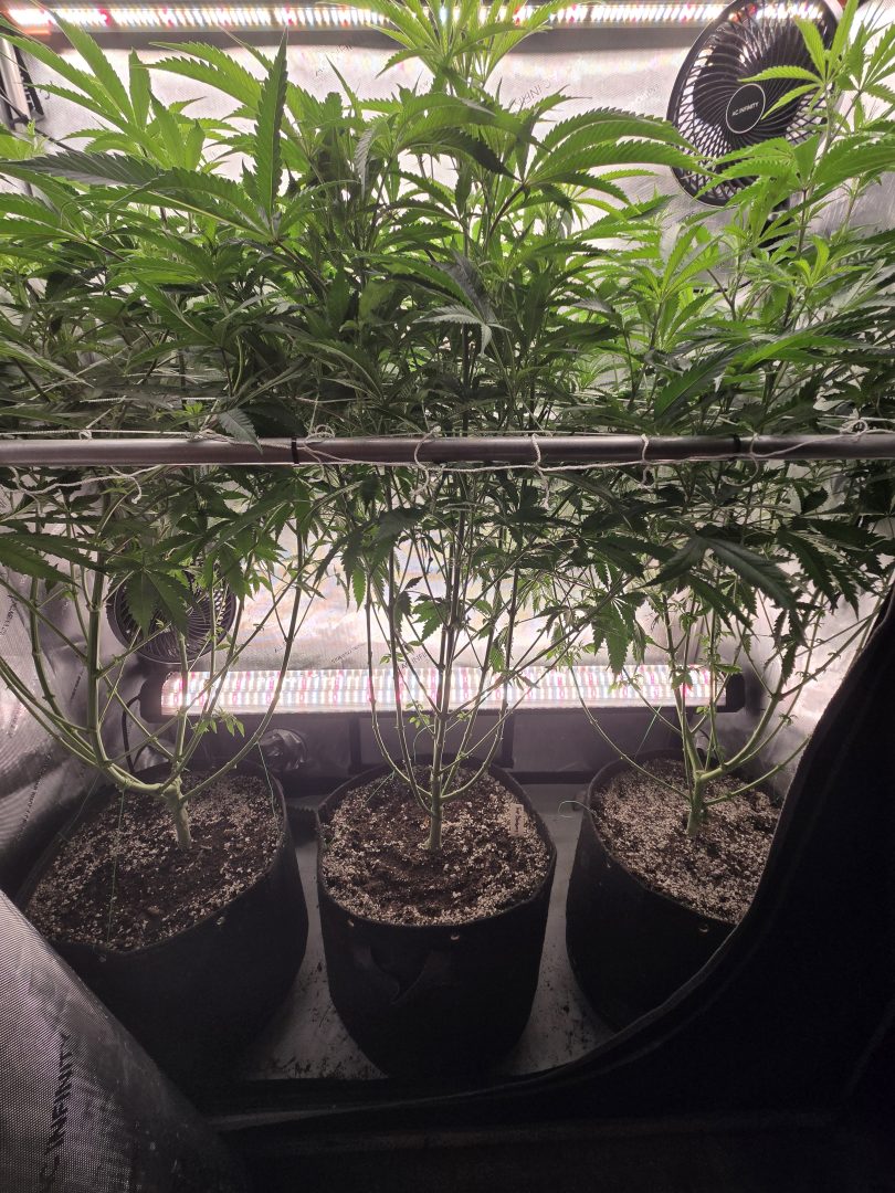 First Selfie Seeds Grow (Blueberry Sugar, Tropical Blueberry, and Sweet Flurry) — journal photo