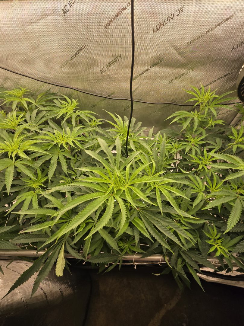 First Selfie Seeds Grow (Blueberry Sugar, Tropical Blueberry, and Sweet Flurry) — journal photo