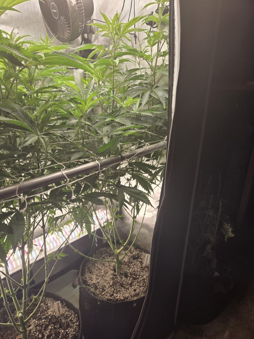First Selfie Seeds Grow (Blueberry Sugar, Tropical Blueberry, and Sweet Flurry) — journal photo