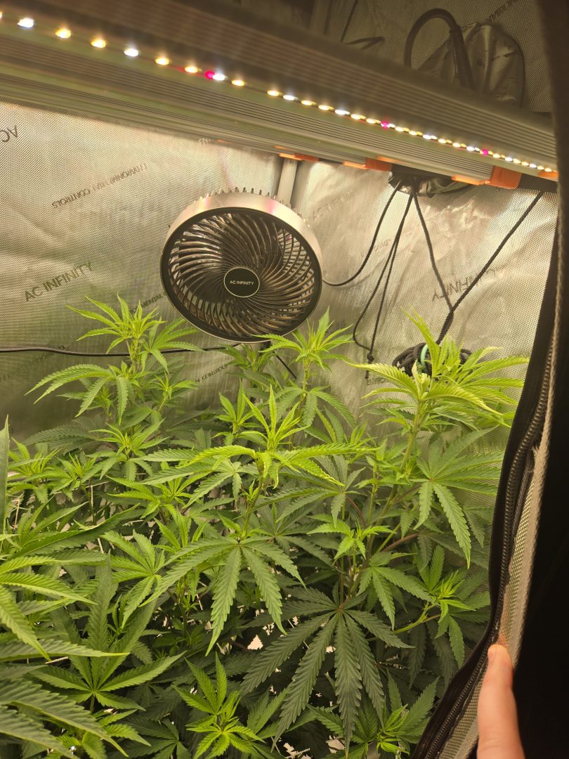 First Selfie Seeds Grow (Blueberry Sugar, Tropical Blueberry, and Sweet Flurry) — journal photo
