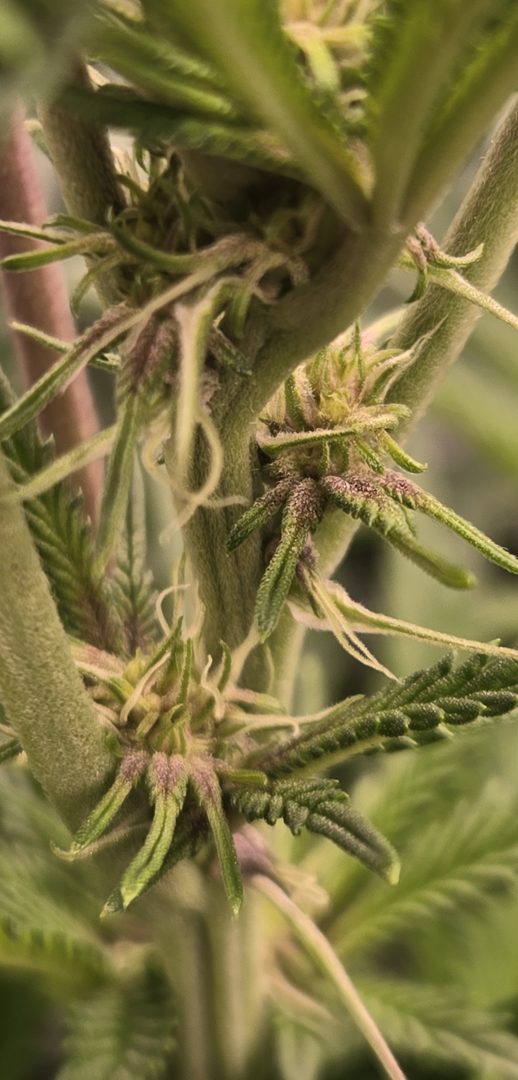 First Selfie Seeds Grow (Blueberry Sugar, Tropical Blueberry, and Sweet Flurry) — journal photo