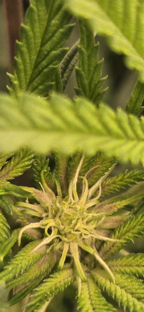 First Selfie Seeds Grow (Blueberry Sugar, Tropical Blueberry, and Sweet Flurry) — journal photo