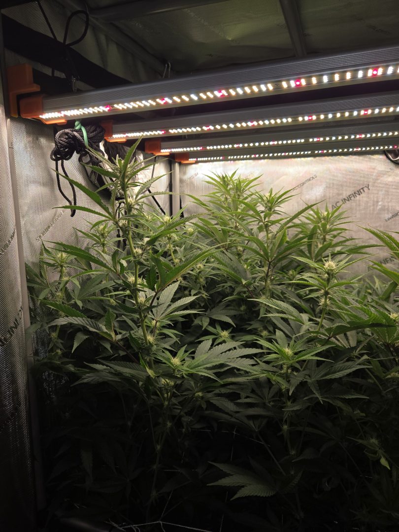 First Selfie Seeds Grow (Blueberry Sugar, Tropical Blueberry, and Sweet Flurry) — journal photo