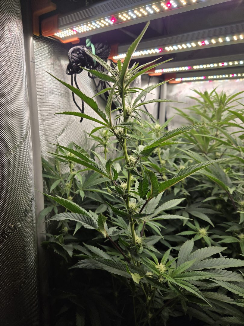 First Selfie Seeds Grow (Blueberry Sugar, Tropical Blueberry, and Sweet Flurry) — journal photo