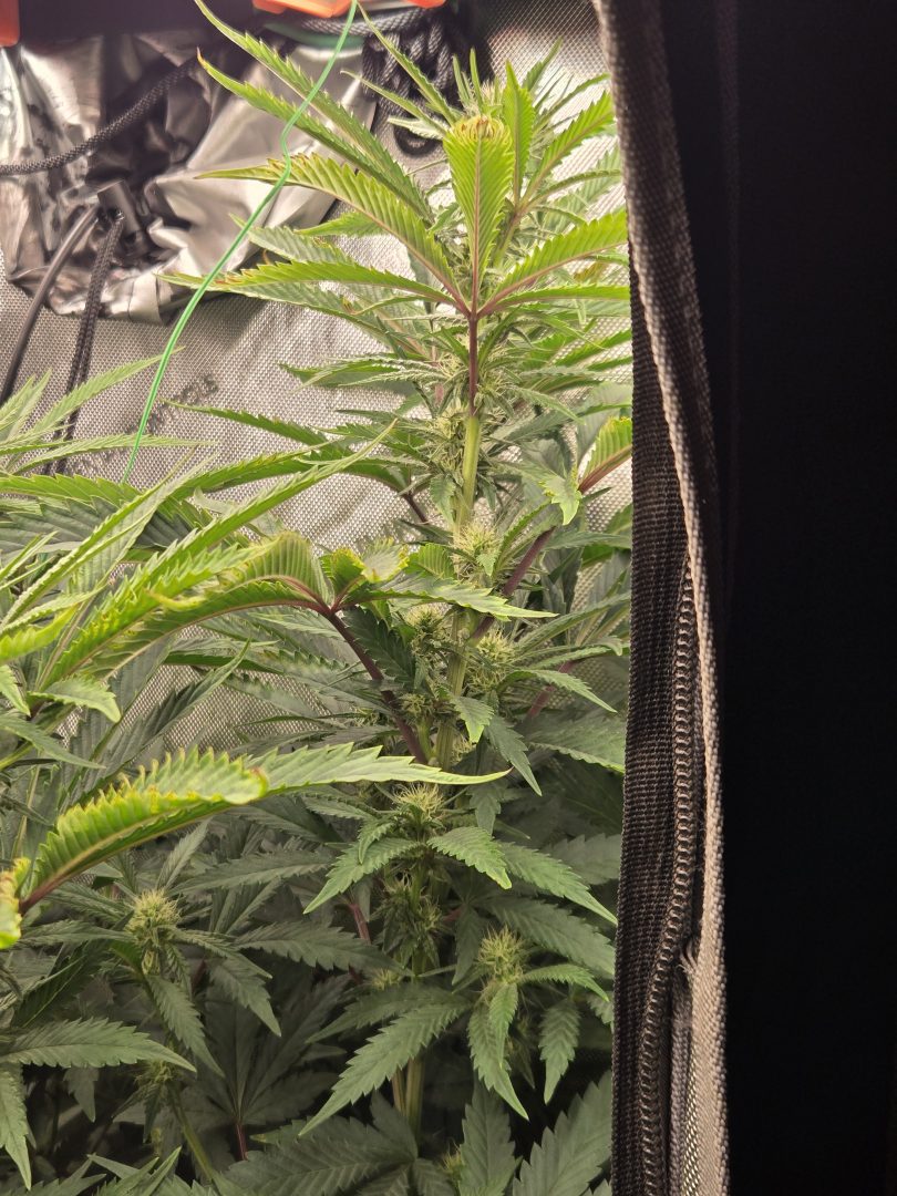 First Selfie Seeds Grow (Blueberry Sugar, Tropical Blueberry, and Sweet Flurry) — journal photo
