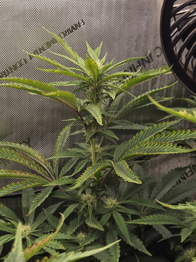 First Selfie Seeds Grow (Blueberry Sugar, Tropical Blueberry, and Sweet Flurry) — journal photo