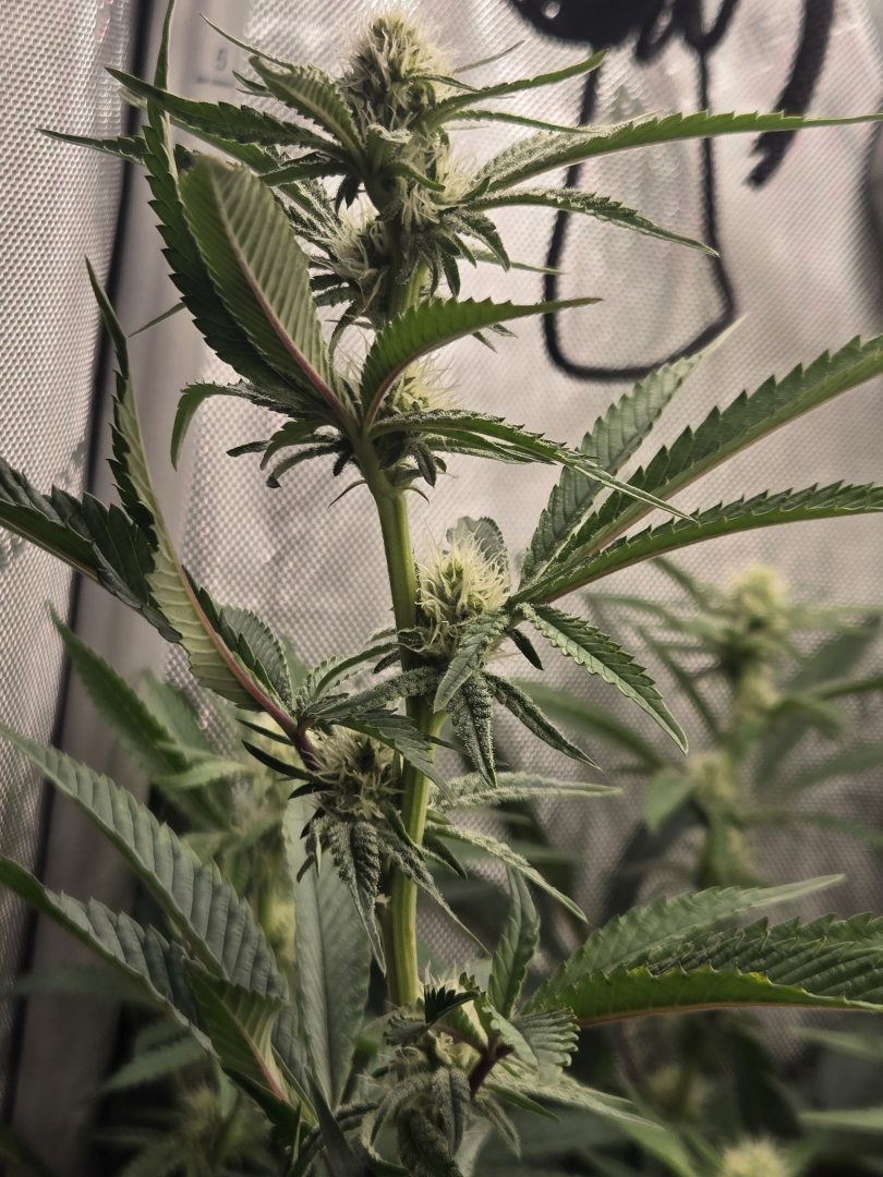 First Selfie Seeds Grow (Blueberry Sugar, Tropical Blueberry, and Sweet Flurry) — journal photo