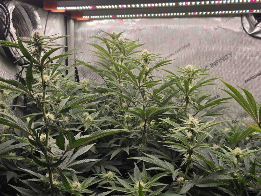 First Selfie Seeds Grow (Blueberry Sugar, Tropical Blueberry, and Sweet Flurry) — journal photo