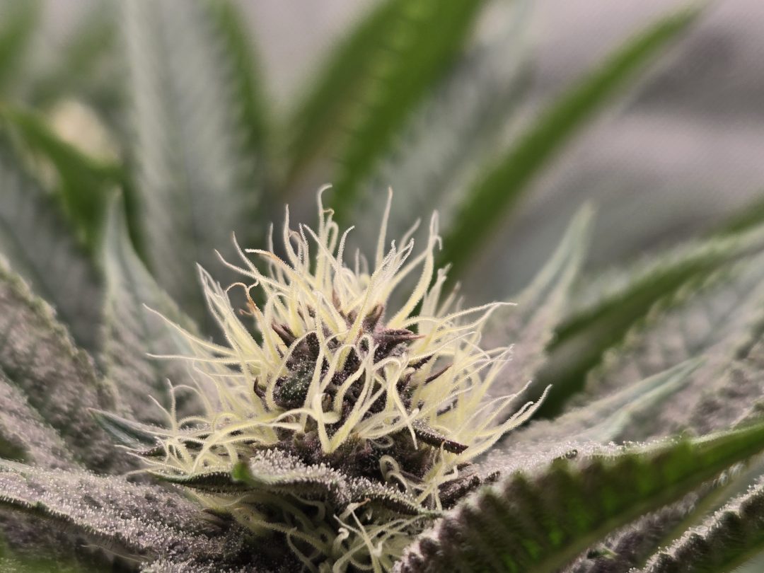 First Selfie Seeds Grow (Blueberry Sugar, Tropical Blueberry, and Sweet Flurry) — journal photo