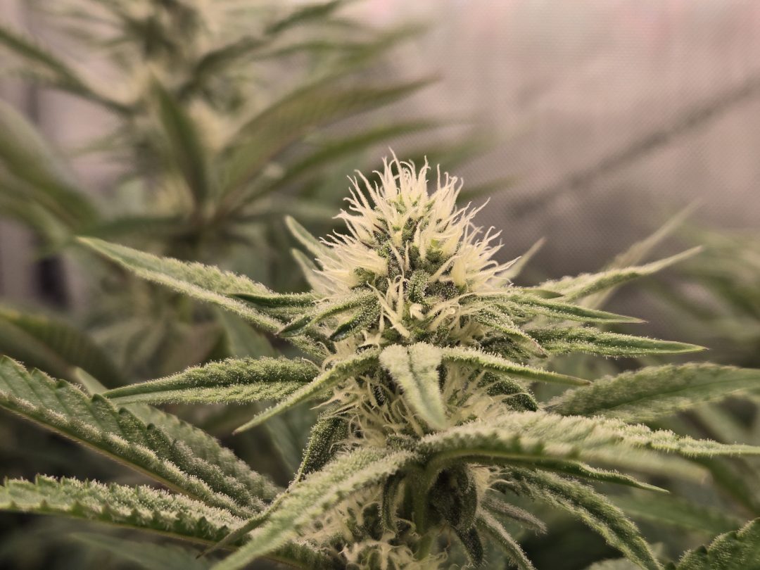 First Selfie Seeds Grow (Blueberry Sugar, Tropical Blueberry, and Sweet Flurry) — journal photo