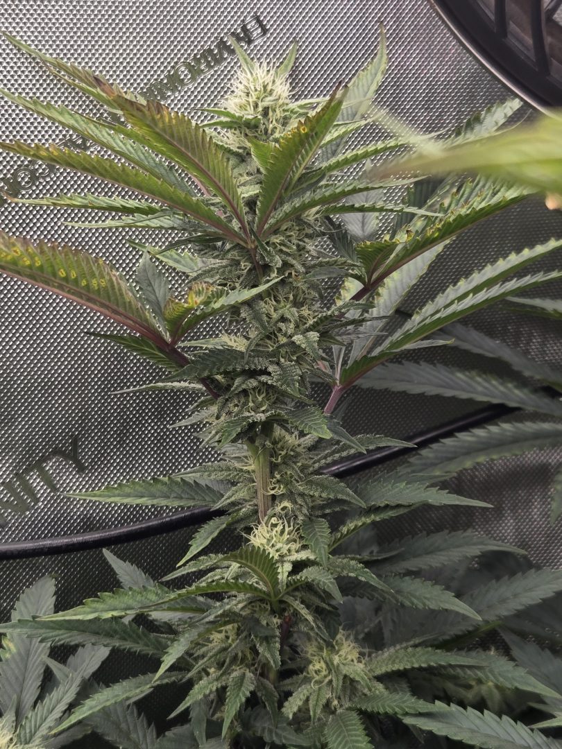First Selfie Seeds Grow (Blueberry Sugar, Tropical Blueberry, and Sweet Flurry) — journal photo